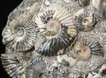 Wide Iridescent Deshayesites Ammonite Cluster #15594-1